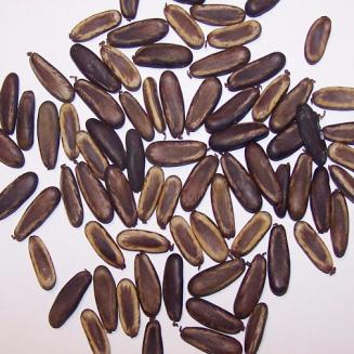 Mohur seeds 
